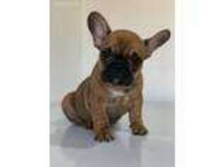 French Bulldog Puppy for sale in Woodhaven, NY, USA