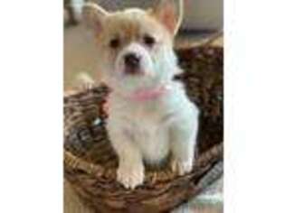 Pembroke Welsh Corgi Puppy for sale in Auburn, WA, USA