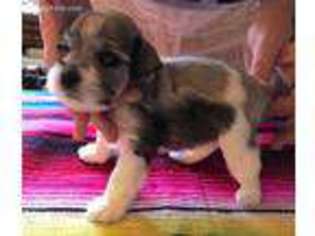 Mutt Puppy for sale in Creswell, OR, USA