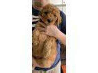Mutt Puppy for sale in Ruth, MS, USA