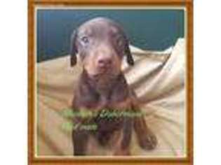 Doberman Pinscher Puppy for sale in Rayne, LA, USA