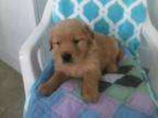 Golden Retriever Puppy for sale in NORWALK, CT, USA