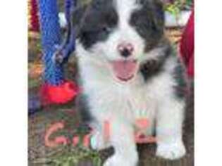 Border Collie Puppy for sale in Franklin, OH, USA