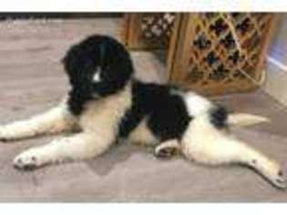 Newfoundland Puppy for sale in Carlsbad, CA, USA