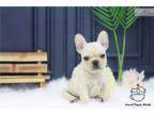 French Bulldog Puppy for sale in Albany, NY, USA