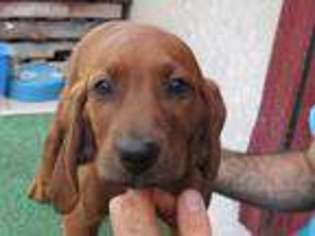 Redbone Coonhound Puppy for sale in Readstown, WI, USA