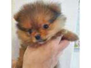 Pomeranian Puppy for sale in Oakley, CA, USA