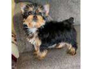 Yorkshire Terrier Puppy for sale in Fresno, CA, USA