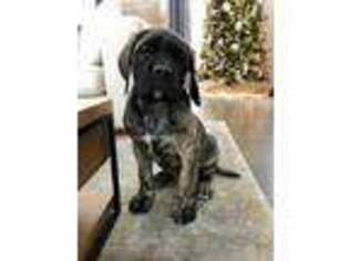 Mastiff Puppy for sale in Barrington, IL, USA