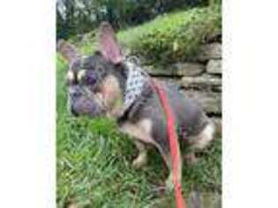 French Bulldog Puppy for sale in Oxford, OH, USA