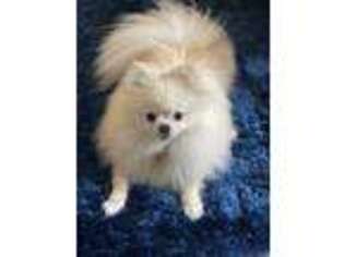 Pomeranian Puppy for sale in Roswell, GA, USA