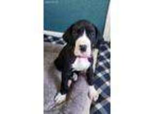 Great Dane Puppy for sale in Springtown, TX, USA