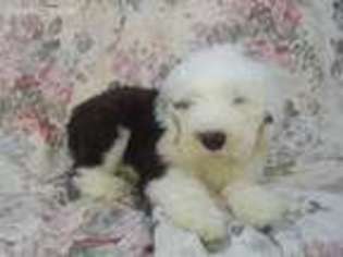 Old English Sheepdog Puppy for sale in Solon, IA, USA