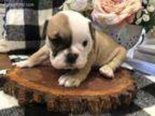 Bulldog Puppy for sale in Miles, TX, USA