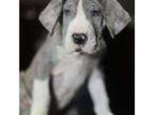 Great Dane Puppy for sale in Caryville, TN, USA