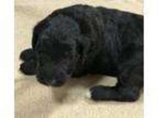 Labradoodle Puppy for sale in Cecilia, KY, USA