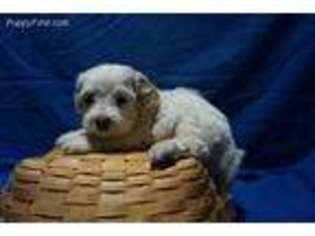 Cavapoo Puppy for sale in Tiskilwa, IL, USA