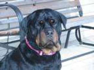Rottweiler Puppy for sale in APPLETON CITY, MO, USA