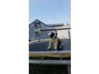 Saint Bernard Puppy for sale in Saint Regis, MT, USA