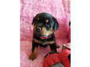 Rottweiler Puppy for sale in Williamsville, MO, USA