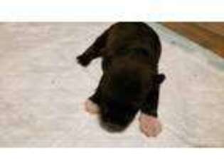 Mutt Puppy for sale in Seffner, FL, USA