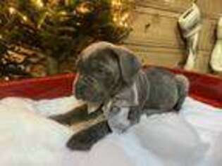 Cane Corso Puppy for sale in Port Ewen, NY, USA