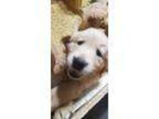 Golden Retriever Puppy for sale in Ortonville, MI, USA