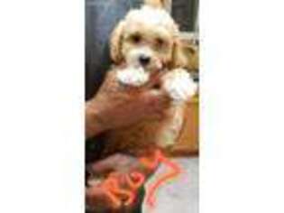 Shih-Poo Puppy for sale in Toledo, OH, USA