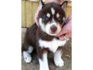 Siberian Husky Puppy for sale in Pipe Creek, TX, USA