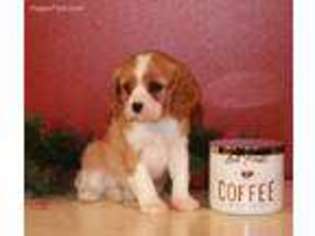 Cavalier King Charles Spaniel Puppy for sale in Beavertown, PA, USA