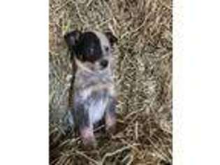 Australian Cattle Dog Puppy for sale in Ephrata, PA, USA