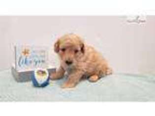 Goldendoodle Puppy for sale in North Platte, NE, USA