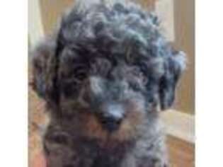 Goldendoodle Puppy for sale in League City, TX, USA
