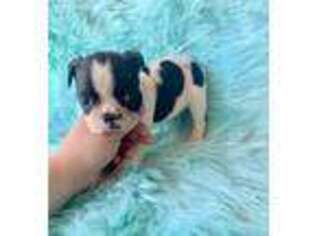 Boston Terrier Puppy for sale in Wray, GA, USA