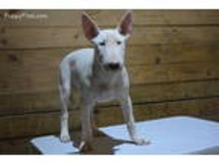 Bull Terrier Puppy for sale in Warrior, AL, USA