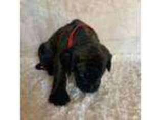 Mastiff Puppy for sale in Columbia, MS, USA