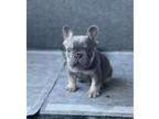 French Bulldog Puppy for sale in Campbellsville, KY, USA
