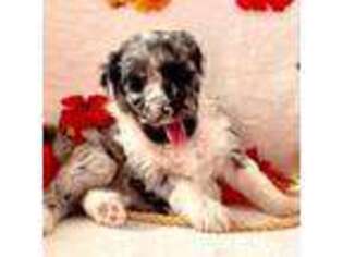 Mutt Puppy for sale in Parker, AZ, USA