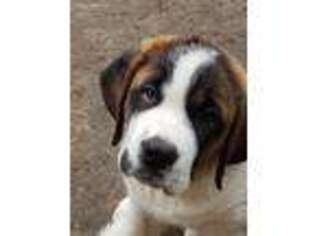 Saint Bernard Puppy for sale in Sycamore, IL, USA