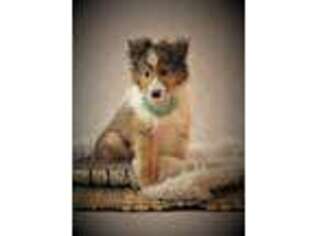 Shetland Sheepdog Puppy for sale in Lakeville, OH, USA