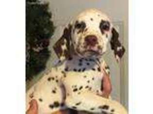 Dalmatian Puppy for sale in Scottsville, VA, USA