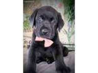 Labrador Retriever Puppy for sale in Hummelstown, PA, USA