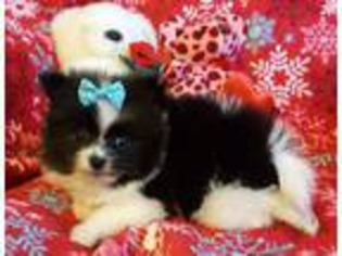 Pomeranian Puppy for sale in Rock Hill, SC, USA