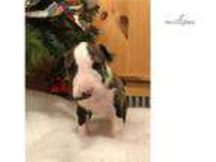 Bull Terrier Puppy for sale in Lexington, KY, USA