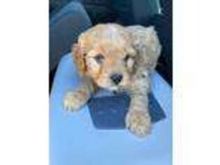 Cavapoo Puppy for sale in Brooklyn, NY, USA