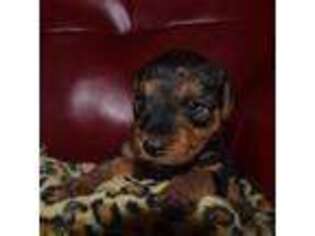Welsh Terrier Puppy for sale in Yreka, CA, USA