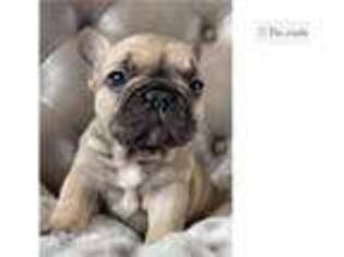 French Bulldog Puppy for sale in Kalispell, MT, USA