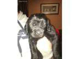 Newfoundland Puppy for sale in Norwood, NY, USA