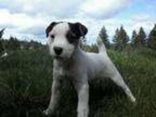 Jack Russell Terrier Puppy for sale in Hillsboro, OR, USA