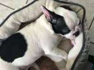 French Bulldog Puppy for sale in Lincoln Park, NJ, USA